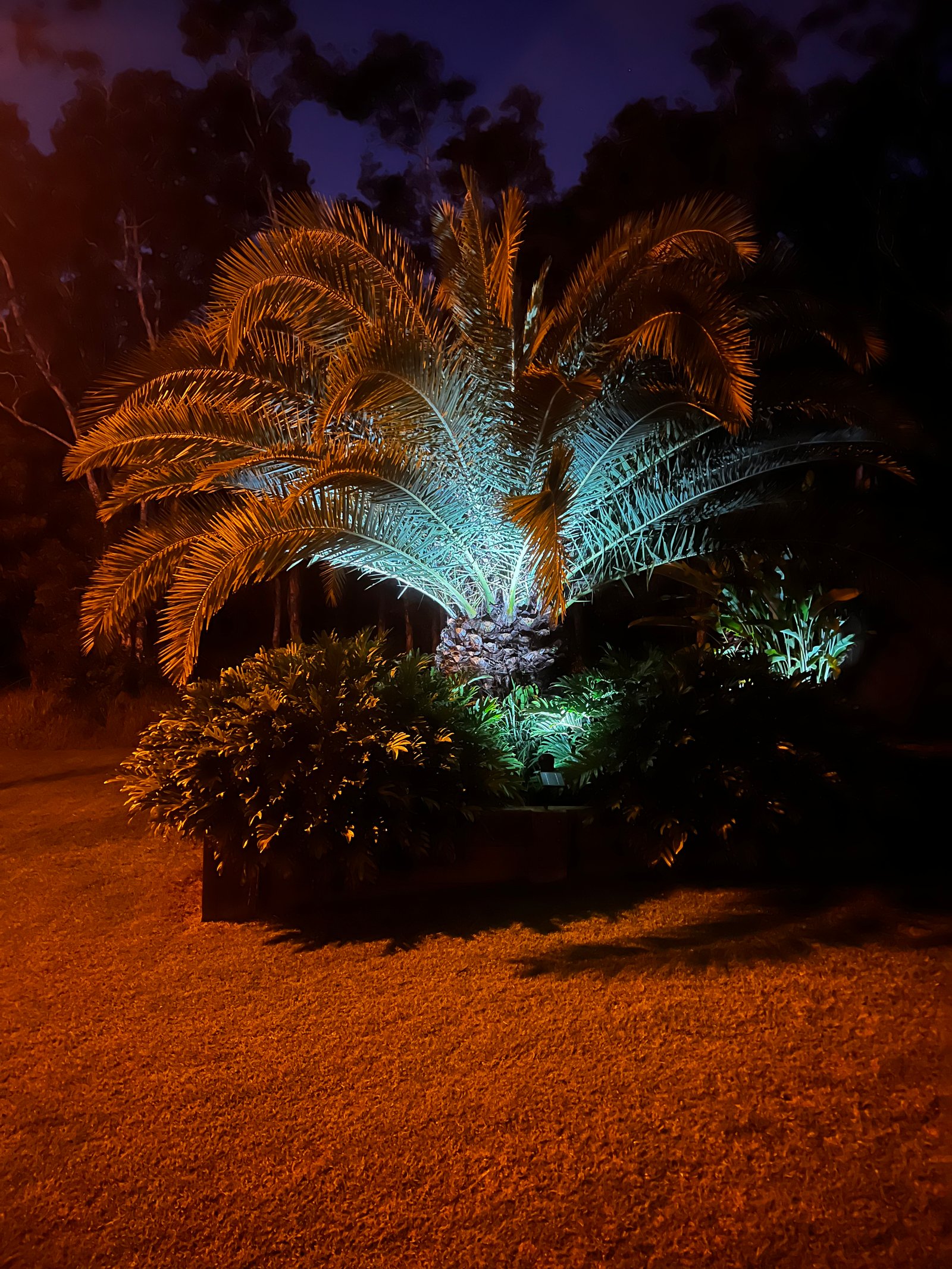 Landscape feature lighting illuminating palm tree